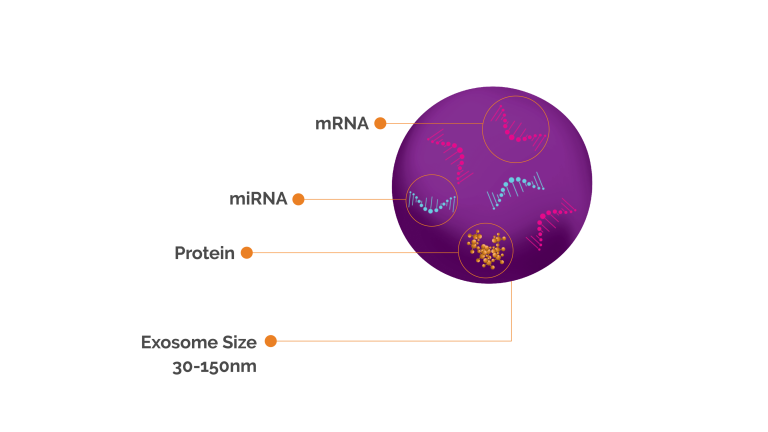 exomine dna structure